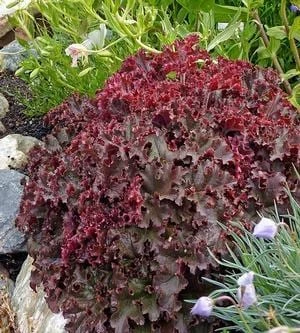 Melting Fire Coral Bells Heuchera Live Plant - Red Foliage Perennial - Image 2