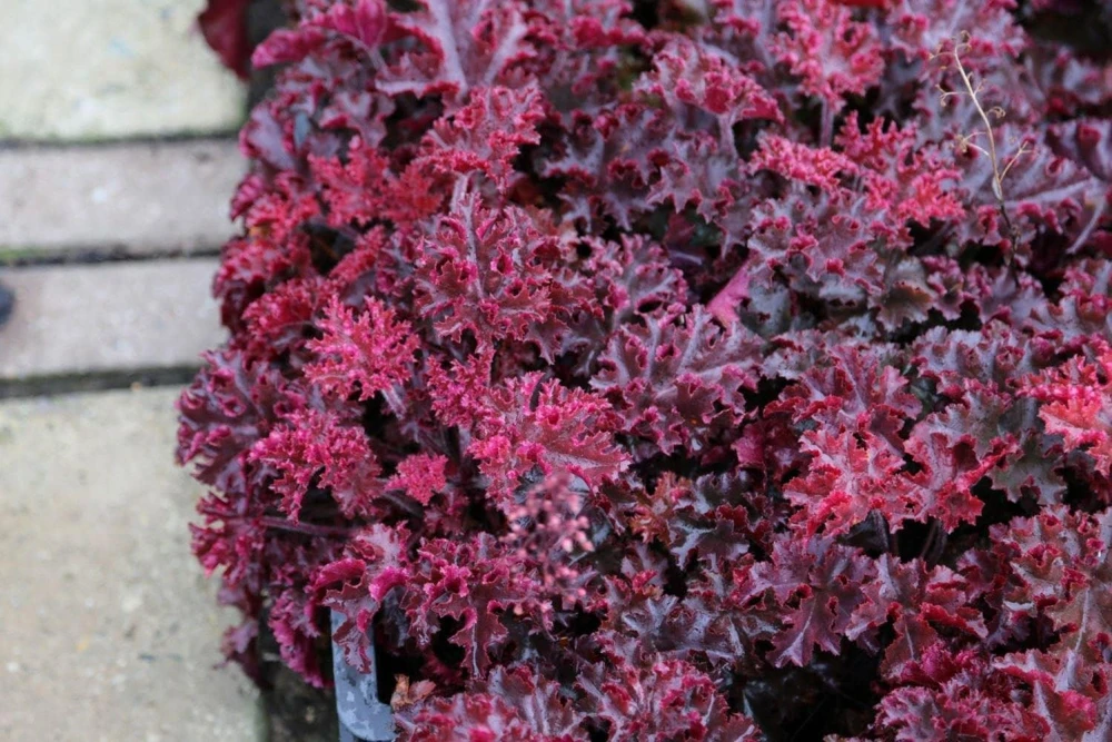 Melting Fire Coral Bells Heuchera Live Plant - Red Foliage Perennial - Image 1