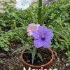 Mexican Petunia Live Plants 6 Mix - 2 Purple, 2 Pink, 2 White Ruellia - Image 1