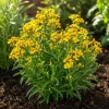 Mexican Tarragon Live Plant Set - 4 Plants, 4-8 Inch, Culinary Herb, Fragrant Perennial - Image 1