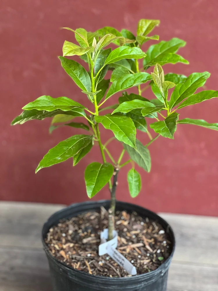 Mexicola Grande Avocado Tree , “Cold Hardy” Grafted in 3 Gallons Pot, No Ship to HI - Cannot ship to CA - Image 2