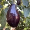 Mexicola Grande Avocado Tree , “Cold Hardy” Grafted in 3 Gallons Pot, No Ship to HI - Cannot ship to CA - Image 1