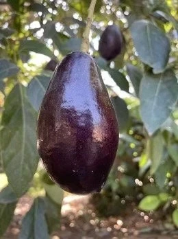 Mexicola Grande Avocado Tree , “Cold Hardy” Grafted in 3 Gallons Pot, No Ship to HI - Cannot ship to CA - Image 1