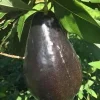 Mexicola Grande Avocado Tree Live Plant - Cold Hardy Grafted - 6 Inch Pot - Cannot ship to CA - Image 1