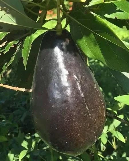 Mexicola Grande Avocado Tree Live Plant - Cold Hardy Grafted - 6 Inch Pot - Cannot ship to CA - Image 1