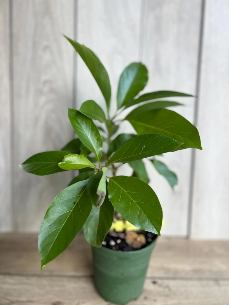 Mexicola Grande Avocado Tree Live Plant - Cold Hardy Grafted - 6 Inch Pot - Cannot ship to CA - Image 2