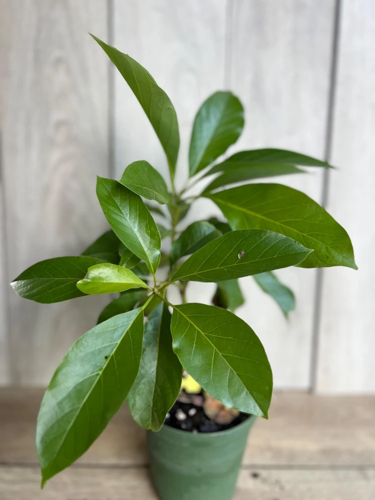 Mexicola Grande Avocado Tree Live Plant - Cold Hardy Grafted - 6 Inch Pot - Cannot ship to CA - Image 3