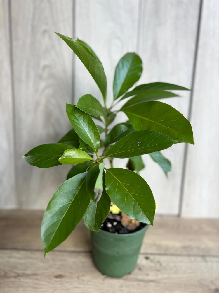 Mexicola Grande Avocado Tree Live Plant - Cold Hardy Grafted - 6 Inch Pot - Cannot ship to CA - Image 4