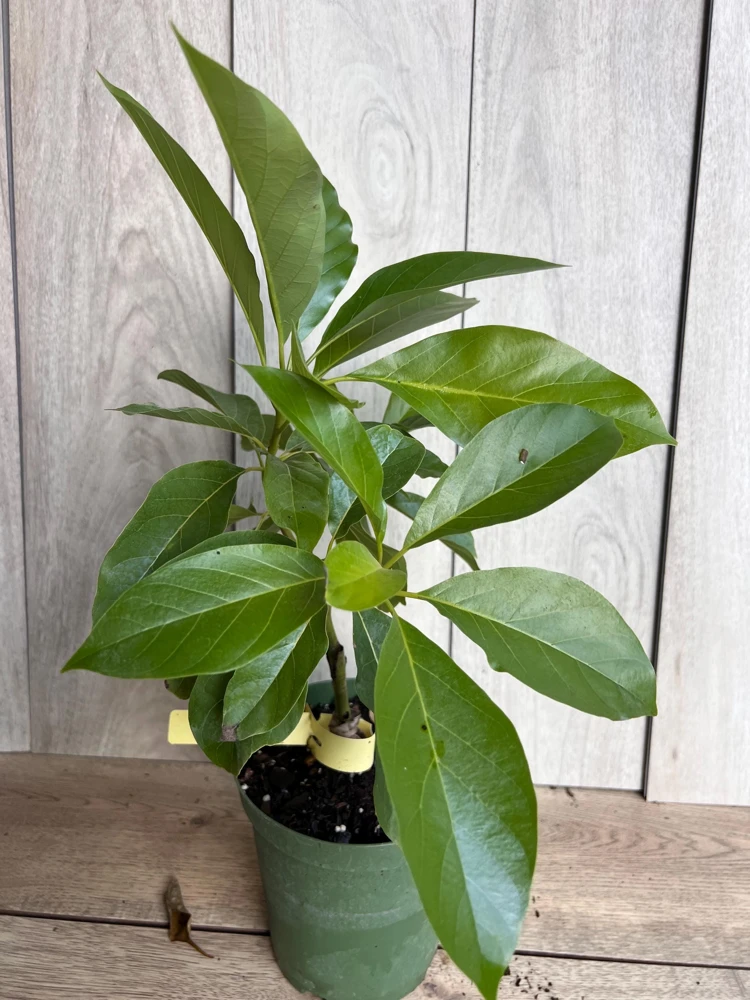 Mexicola Grande Avocado Tree Live Plant - Cold Hardy Grafted - 6 Inch Pot - Cannot ship to CA - Image 5