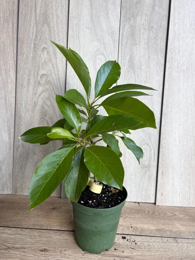Mexicola Grande Avocado Tree Live Plant - Cold Hardy Grafted - 6 Inch Pot - Cannot ship to CA - Image 6