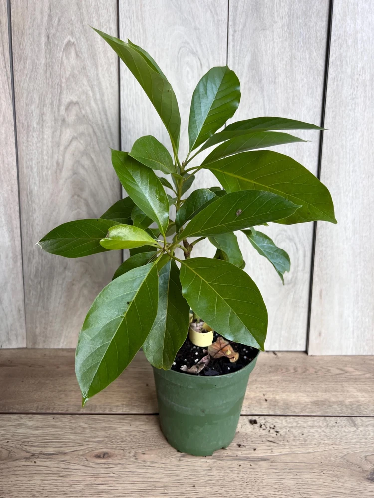 Mexicola Grande Avocado Tree Live Plant - Cold Hardy Grafted - 6 Inch Pot - Cannot ship to CA - Image 7