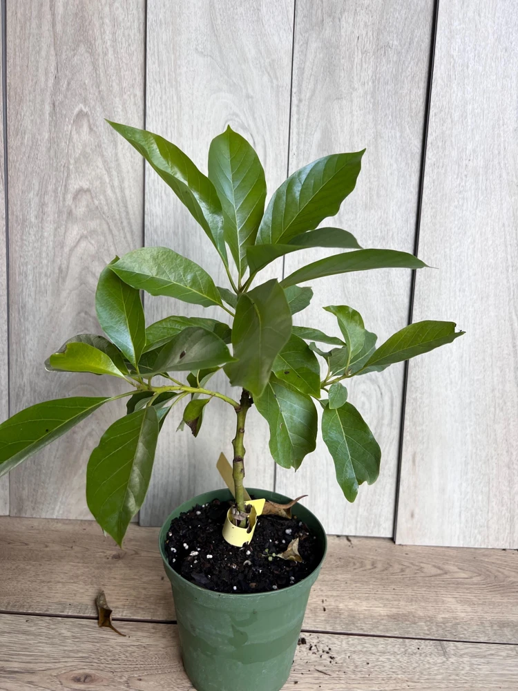 Mexicola Grande Avocado Tree Live Plant - Cold Hardy Grafted - 6 Inch Pot - Cannot ship to CA - Image 8