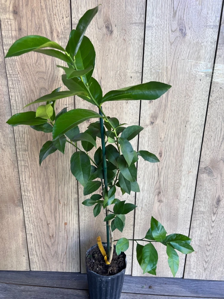 Meyer Lemon Tree Live Plant - 1/2 Gallon Pot - Indoor/Outdoor Fruit Tree - Cannot ship to CA - Image 2