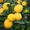 Meyer Lemon Tree Live Plant - 1/2 Gallon Pot - Indoor/Outdoor Fruit Tree - Cannot ship to CA - Image 1