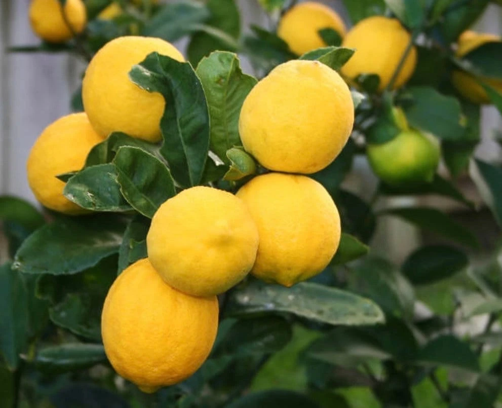 Meyer Lemon Tree Live Plant - 1/2 Gallon Pot - Indoor/Outdoor Fruit Tree - Cannot ship to CA - Image 1