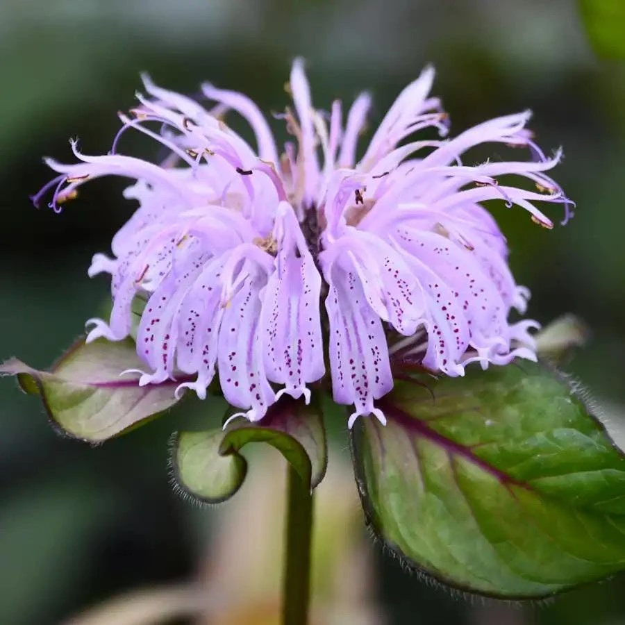 Midnight Oil Bee Balm Live Plant - Monarda 'Midnight Oil' Perennial - Image 1