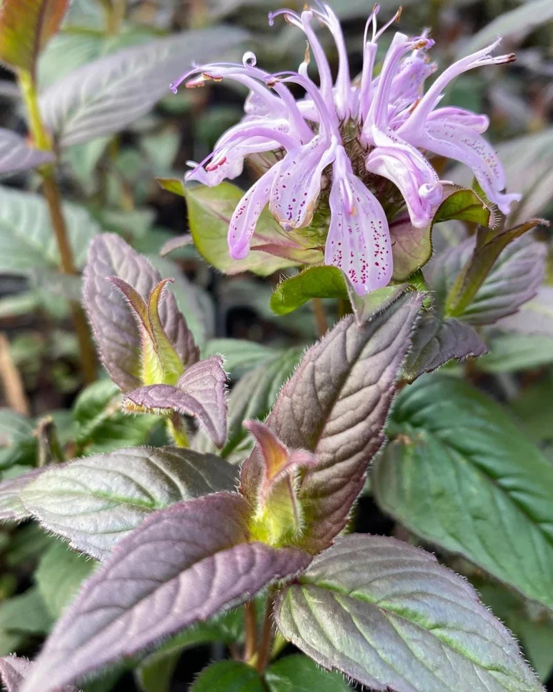 Midnight Oil Bee Balm Live Plant - Monarda 'Midnight Oil' Perennial - Image 2
