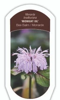Midnight Oil Bee Balm Live Plant - Monarda 'Midnight Oil' Perennial - Image 3