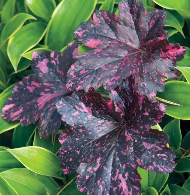 Midnight Rose Heuchera Live Plant - Coral Bells Perennial - Dark Foliage - Image 1