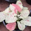 Milk Confetti Syngonium podophyllum Live Plant - Variegated Indoor Houseplant 2.5" Pot - Image 1