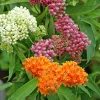 Milkweed Mix Live Plants - 2-5" Tall Asclepias Species - Outdoor Pollinator Plant - Image 1