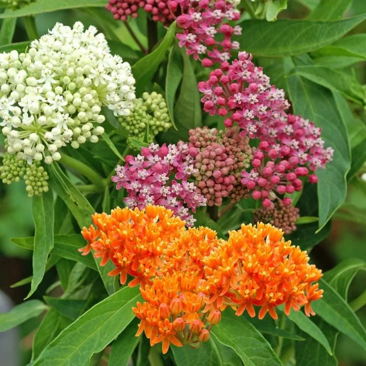 Milkweed Mix Live Plants - 2-5" Tall Asclepias Species - Monarch Butterfly Pollinator Garden - Image 2