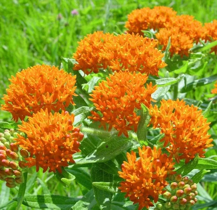 Milkweed Mix Live Plants - 2-5" Tall Asclepias Species - Outdoor Pollinator Plant - Image 2