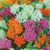 Milkweed Mix Live Plants - 2-5" Tall Asclepias Species - Monarch Butterfly Pollinator Garden - Image 1