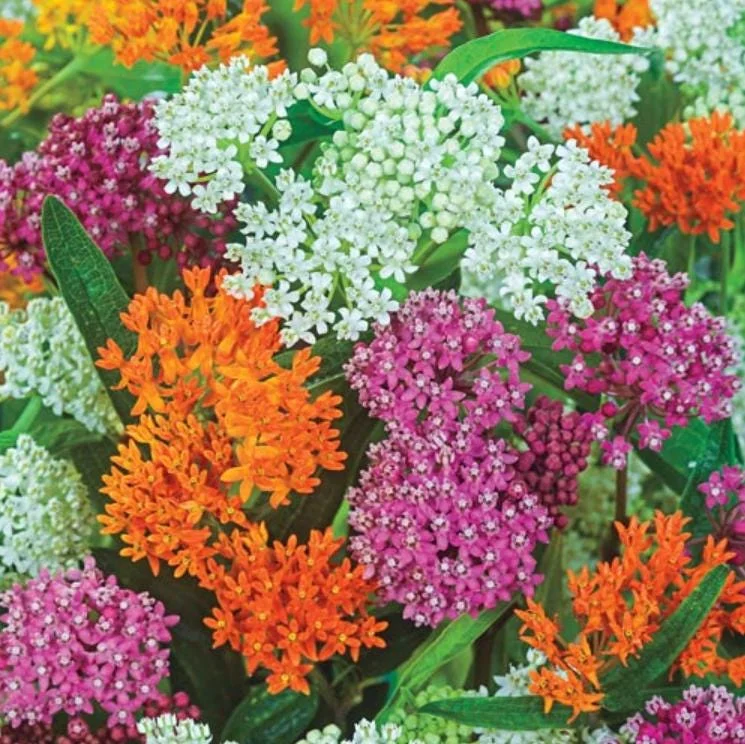 Milkweed Mix Live Plants - 2-5" Tall Asclepias Species - Monarch Butterfly Pollinator Garden - Image 1