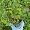 Mimosa Pudica Live Plant - Sensitive Touch Me Not Plant in 4 inch Pot - Image 1