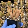 Mini Cinnamon Cactus Live Plant - Opuntia Rufida Minima 2 inch Pot Indoor/Outdoor - Image 1