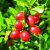 Miracle Fruit Tree Live Plant - 3 Gallon Pot - Synsepalum dulcificum - Cannot ship to CA - Image 1