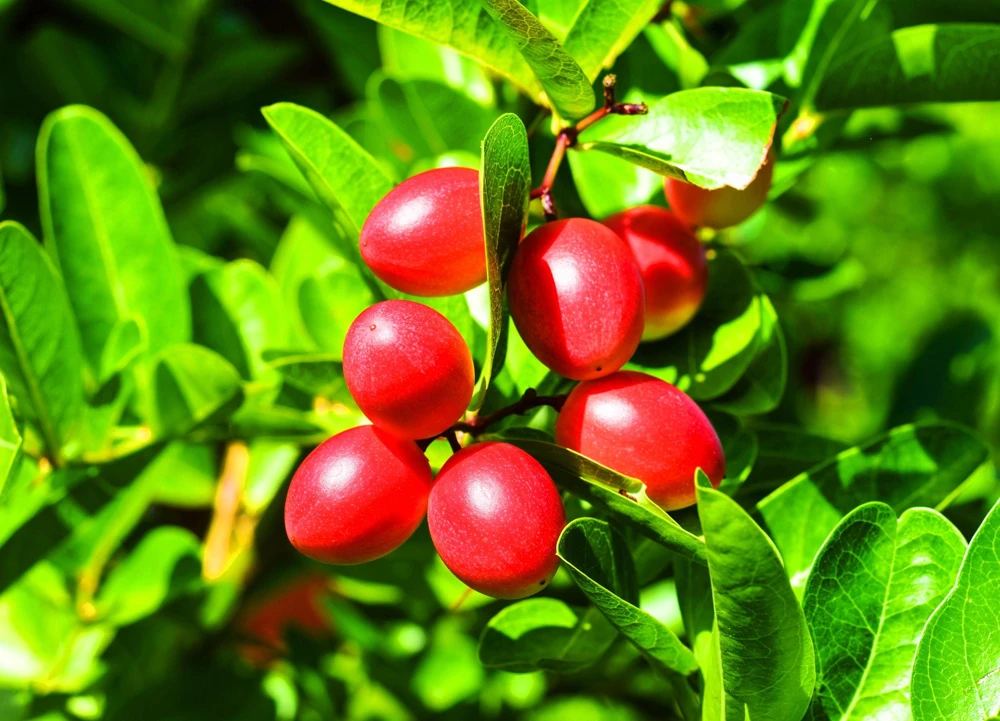 Miracle Fruit Tree Live Plant - 3 Gallon Pot - Synsepalum dulcificum - Cannot ship to CA - Image 1