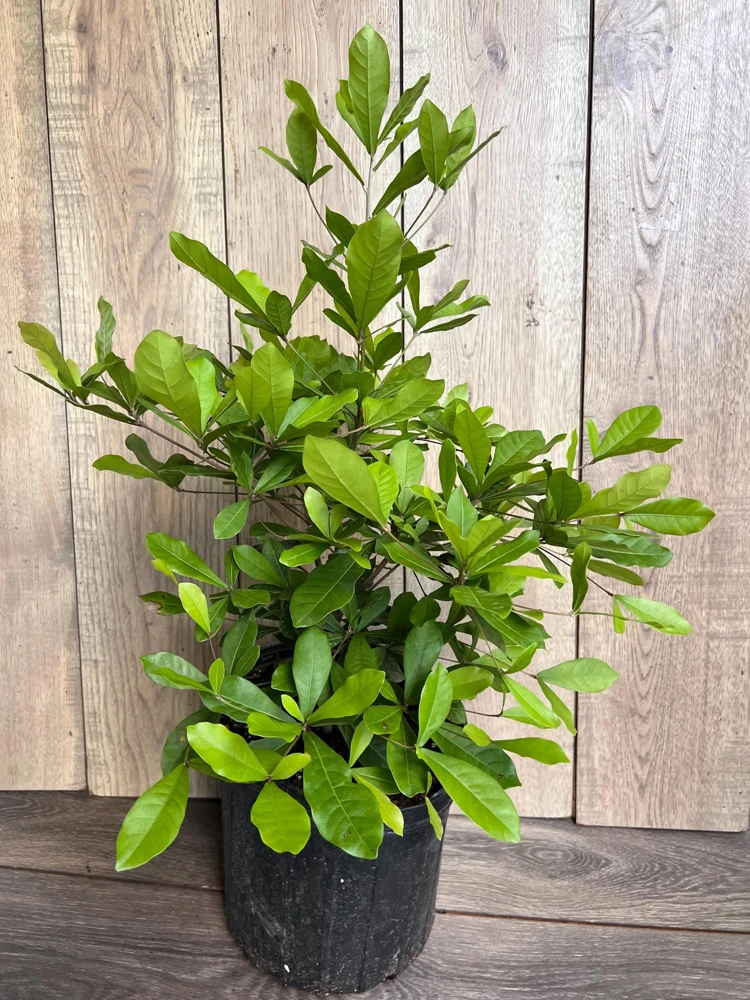 Miracle Fruit Tree Live Plant - 3 Gallon Pot - Synsepalum dulcificum - Cannot ship to CA - Image 2