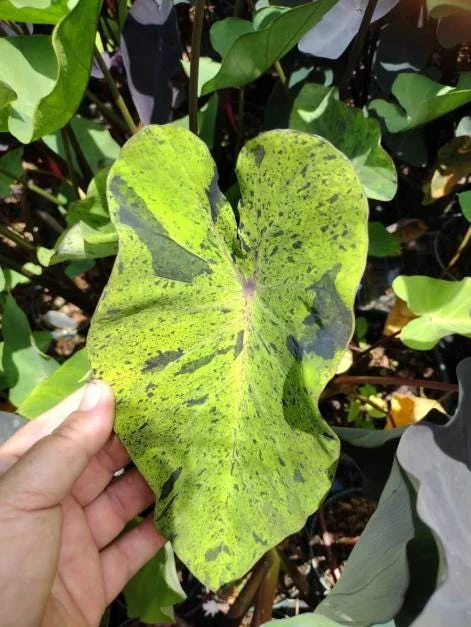 Mojito Colocasia Live Plant - Variegated Elephant Ear - 6-10" Tall - 3 Inch Pot - Indoor/Outdoor - Image 2