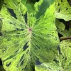 Mojito Colocasia Live Plant - Variegated Elephant Ear - 6-10" Tall - 3 Inch Pot - Indoor/Outdoor Tropical Foliage - Image 1