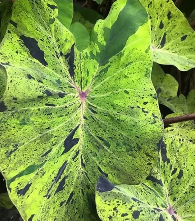 Mojito Colocasia Live Plant - Variegated Elephant Ear - 6-10" Tall - 3 Inch Pot - Indoor/Outdoor Tropical Foliage - Image 1