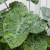 Mojito Colocasia Live Plant - Variegated Elephant Ear - 6-10" Tall - 3 Inch Pot - Indoor/Outdoor - Image 1