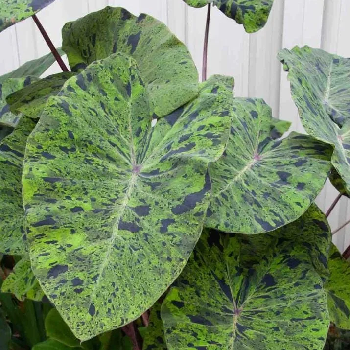 Mojito Colocasia Live Plant - Variegated Elephant Ear - 6-10" Tall - 3 Inch Pot - Indoor/Outdoor - Image 1
