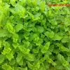 Mojito Mint Live Plant - 4 inch Tall - Cuban Mint for Cocktails & Culinary Use - Indoor/Outdoor Herb - Image 1