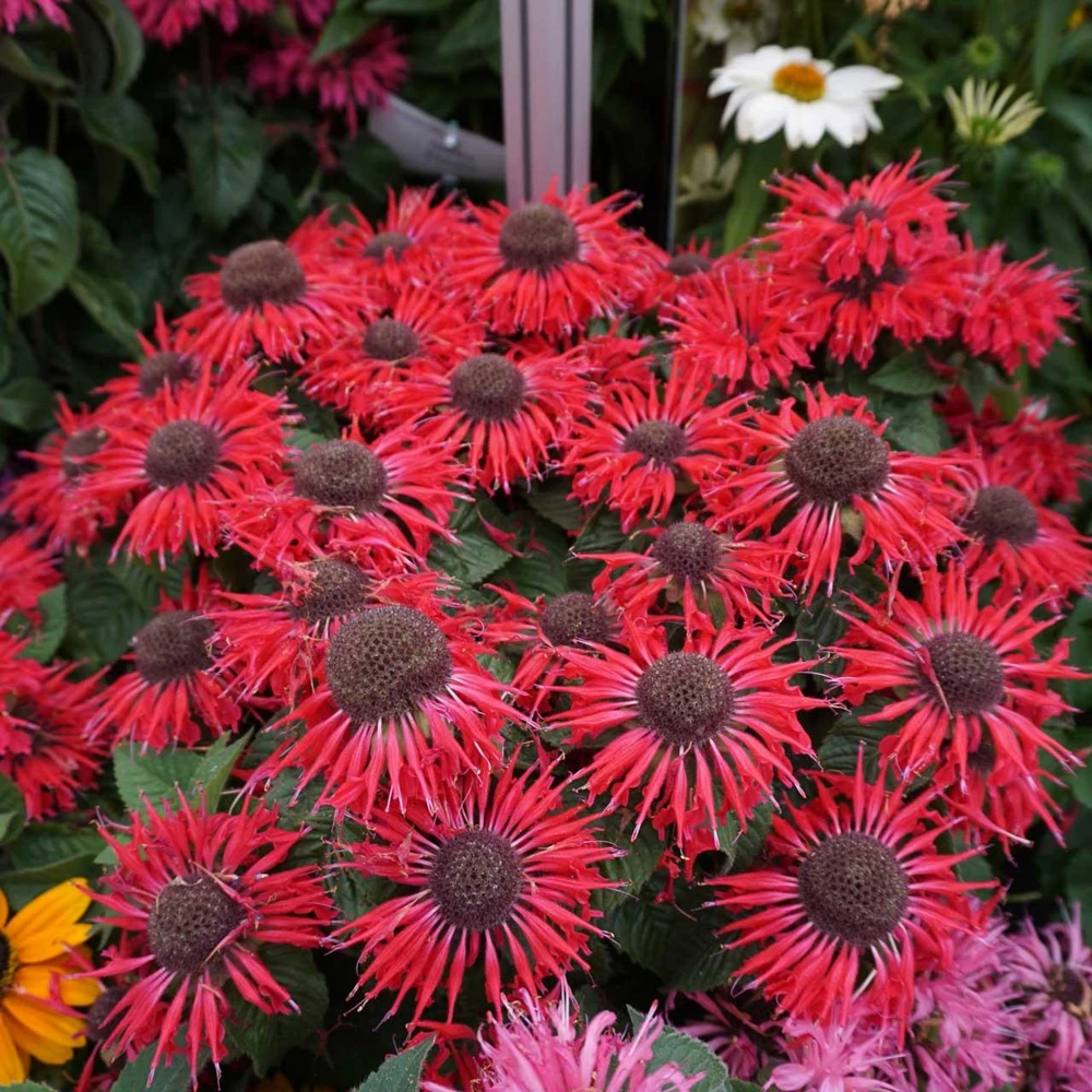 Monarda 'Bee Happy' Scarlet Bee Balm Live Plant - Attracts Pollinators, Zones 4-9 - Image 2