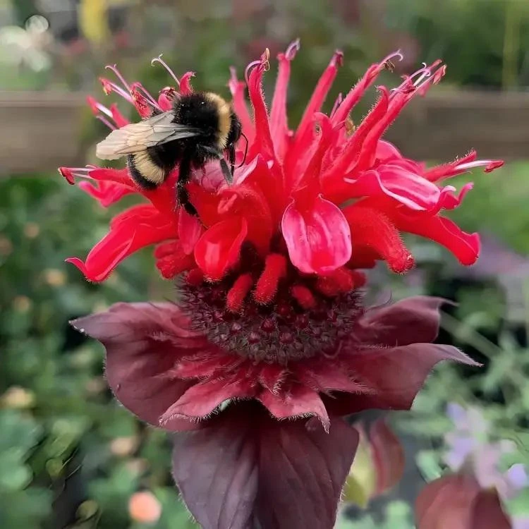 Monarda 'Bee Happy' Scarlet Bee Balm Live Plant - Attracts Pollinators, Zones 4-9 - Image 1