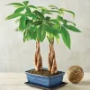 Money Tree Braided Trunk Live Plant - Indoor Houseplant, Low Light - Image 1