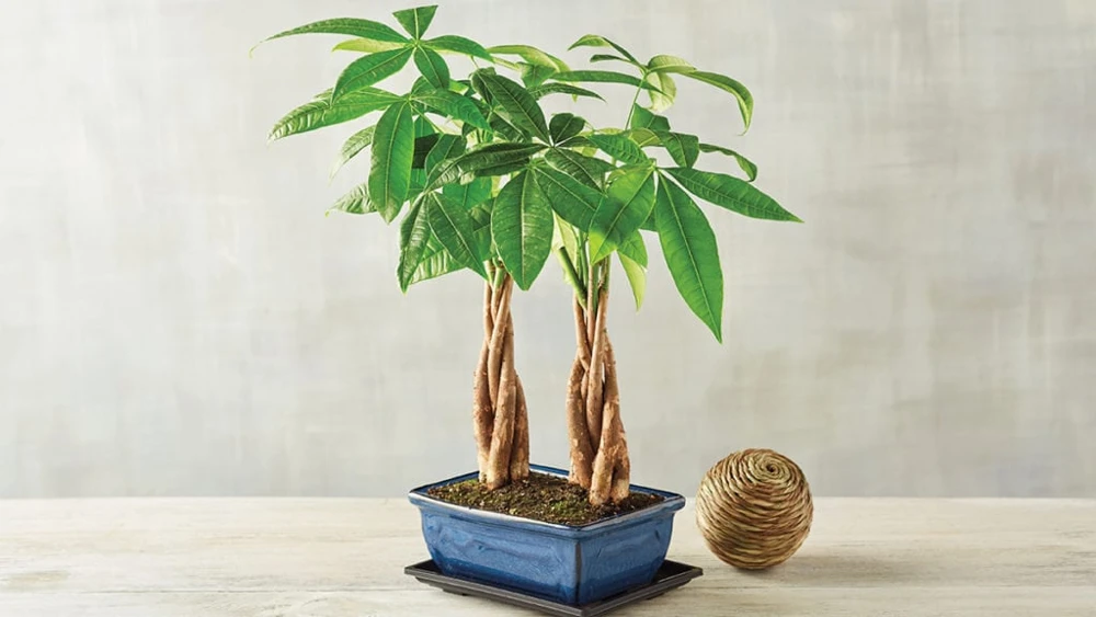 Money Tree Braided Trunk Live Plant - Indoor Houseplant, Low Light - Image 1