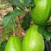 Monroe Avocado Tree - Cold Hardy Grafted Live Plant - 3 Gallon Pot - Cannot ship to CA - Image 1