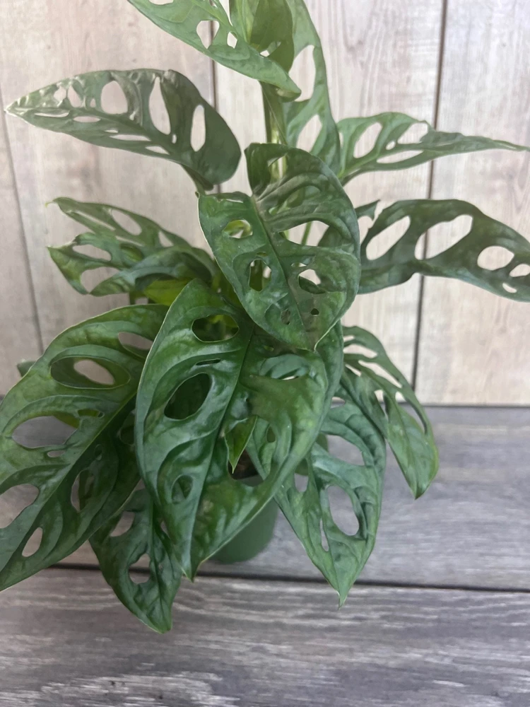 Monstera Adansonii Live Plant - Swiss Cheese Vine - 4 inch Pot - Cannot ship to CA - Image 2