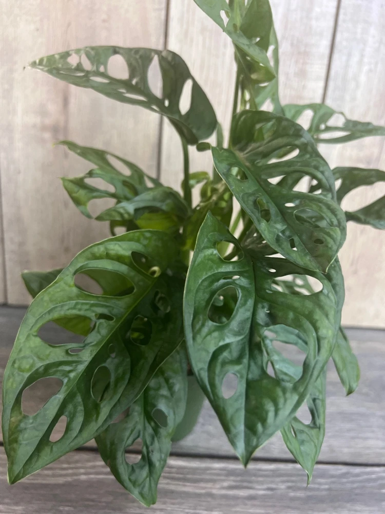Monstera Adansonii Live Plant - Swiss Cheese Vine - 4 inch Pot - Cannot ship to CA - Image 3