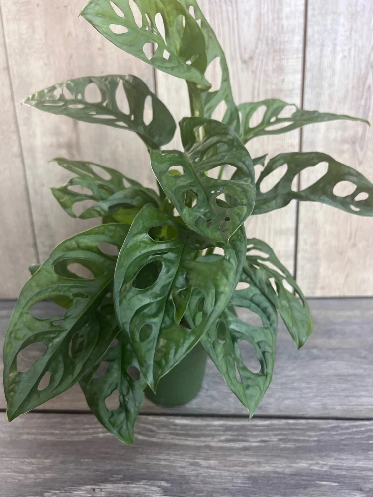 Monstera Adansonii Live Plant - Swiss Cheese Vine - 4 inch Pot - Cannot ship to CA - Image 4