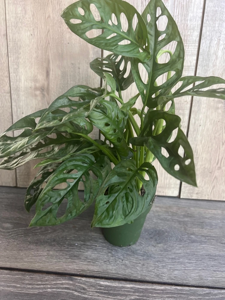 Monstera Adansonii Live Plant - Swiss Cheese Vine - 4 inch Pot - Cannot ship to CA - Image 5