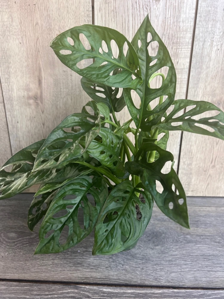 Monstera Adansonii Live Plant - Swiss Cheese Vine - 4 inch Pot - Cannot ship to CA - Image 6